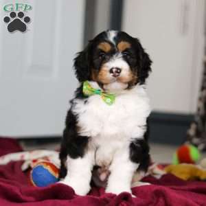 Denver, Mini Bernedoodle Puppy